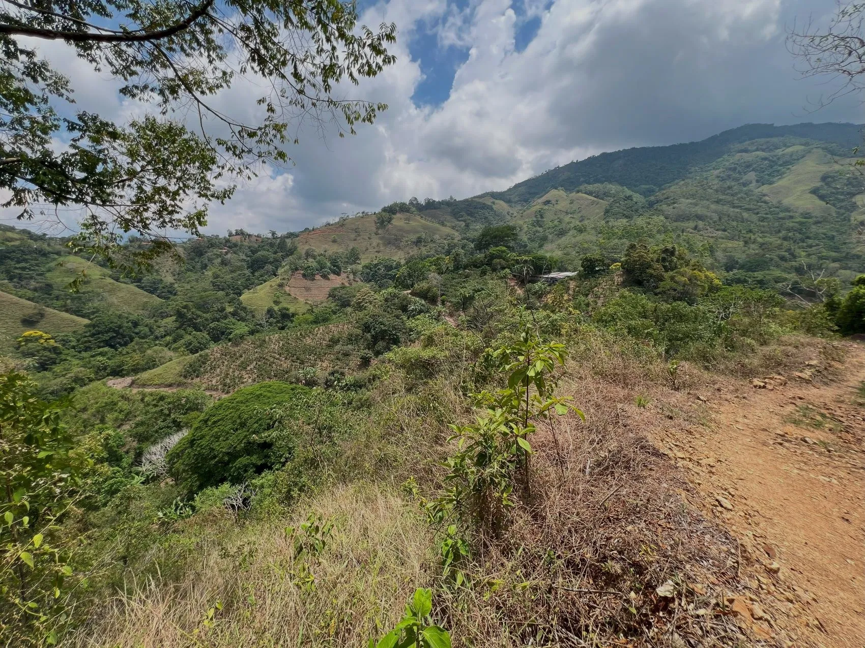 Coffe and fruit tree Finca in Puriscal - image 11