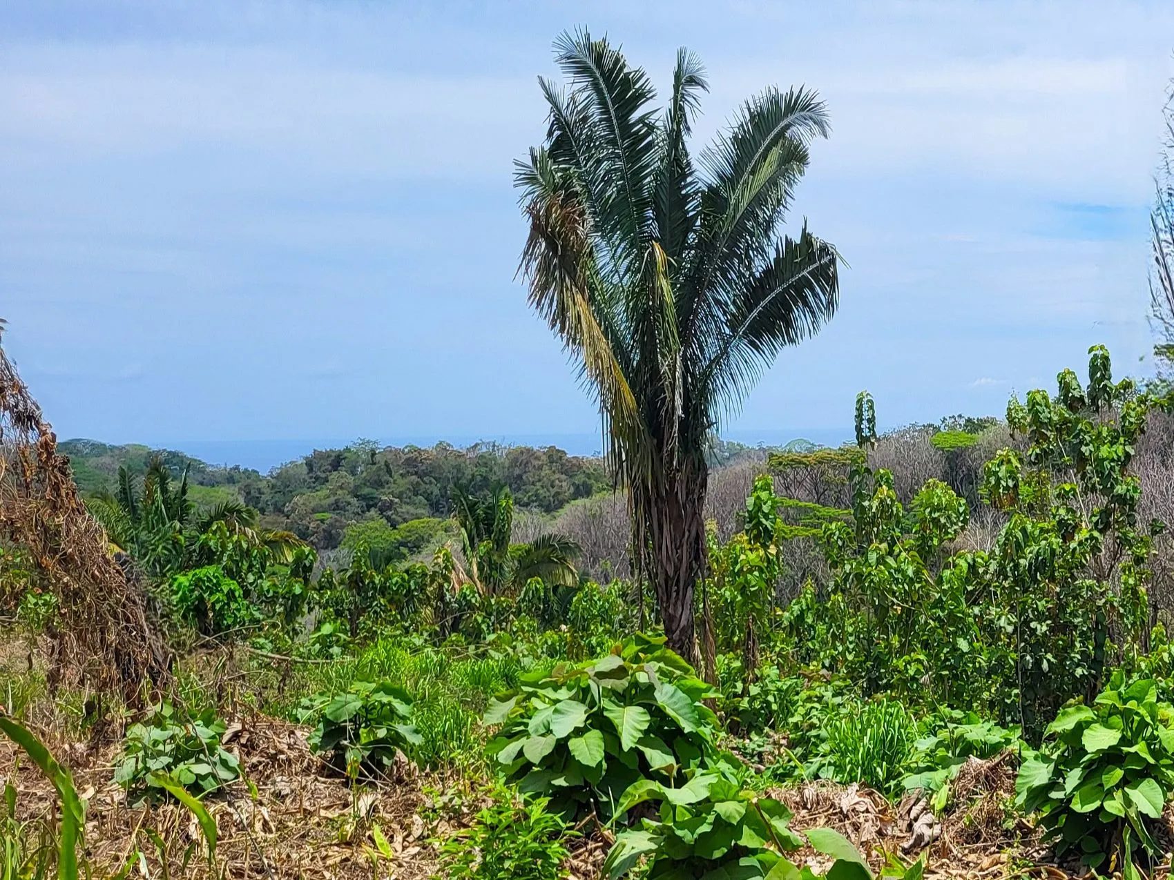 Ocean View Property in Mal Pais - image 2