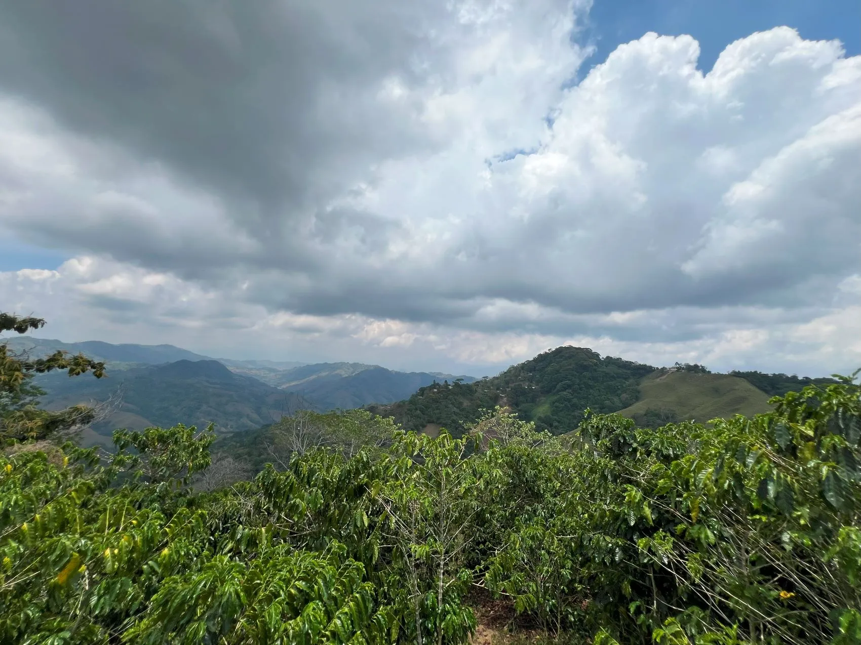 Coffe and fruit tree Finca in Puriscal - image 12