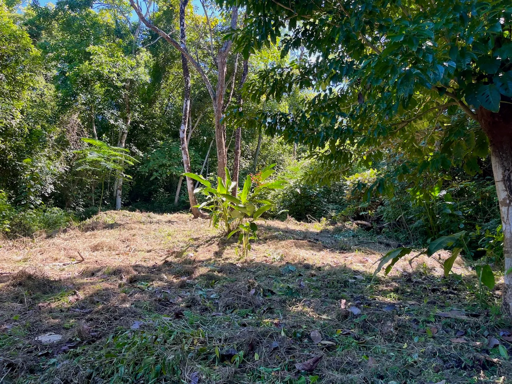 Discover an exceptional commercial and residential property steps from the ocean  in Mal País, Costa Rica! - image 5