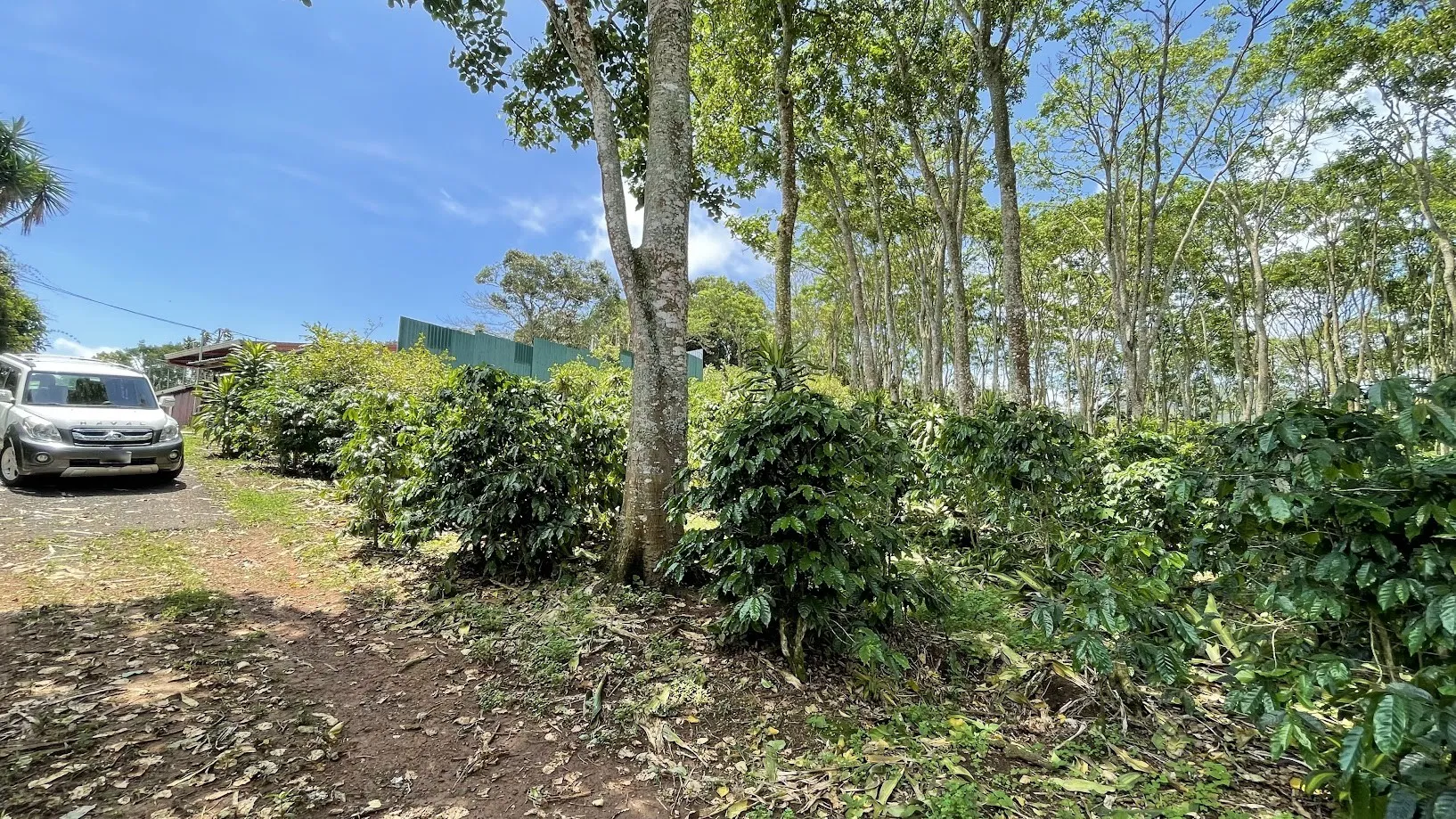 LOT FOR SALE IN SAN ISIDRO, SAN RAMON - image 9