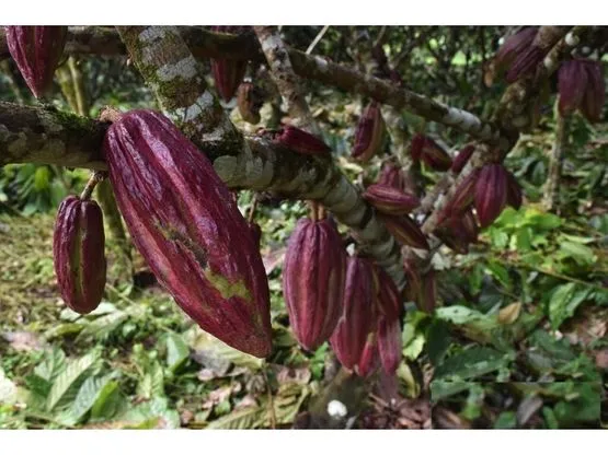 SE VENDE FINCA DE CACAO EN PRODUCCIÓN Y CRECIMIENTO - image 6