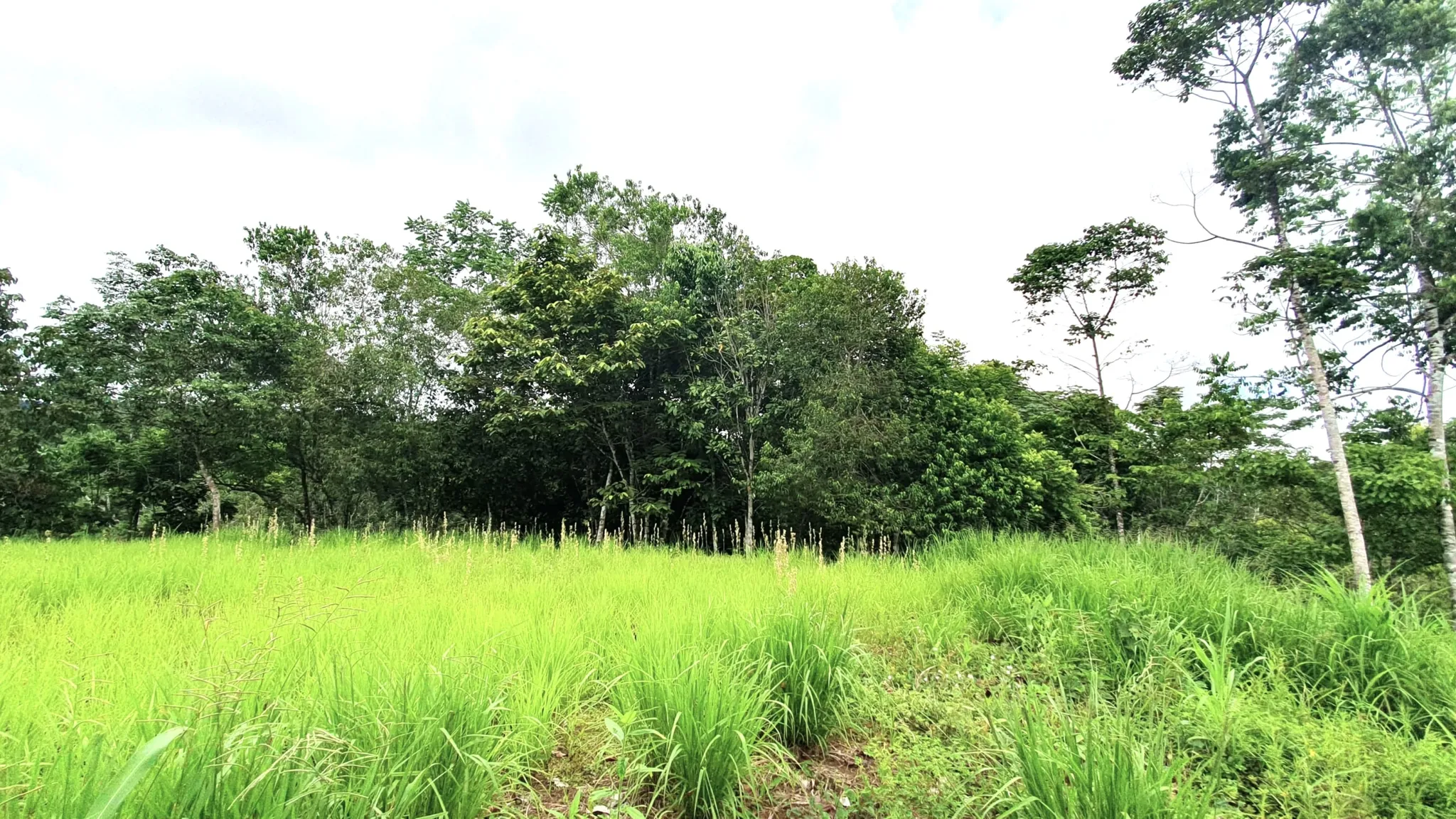 GULF VIEW PROPERTY IN PUERTO JIMENEZ, COSTA RICA - image 4