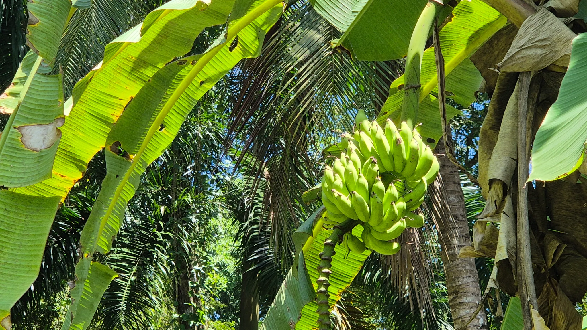 Dream Beachfront Property at Ballena Beach in Uvita, Costa Rica - image 15