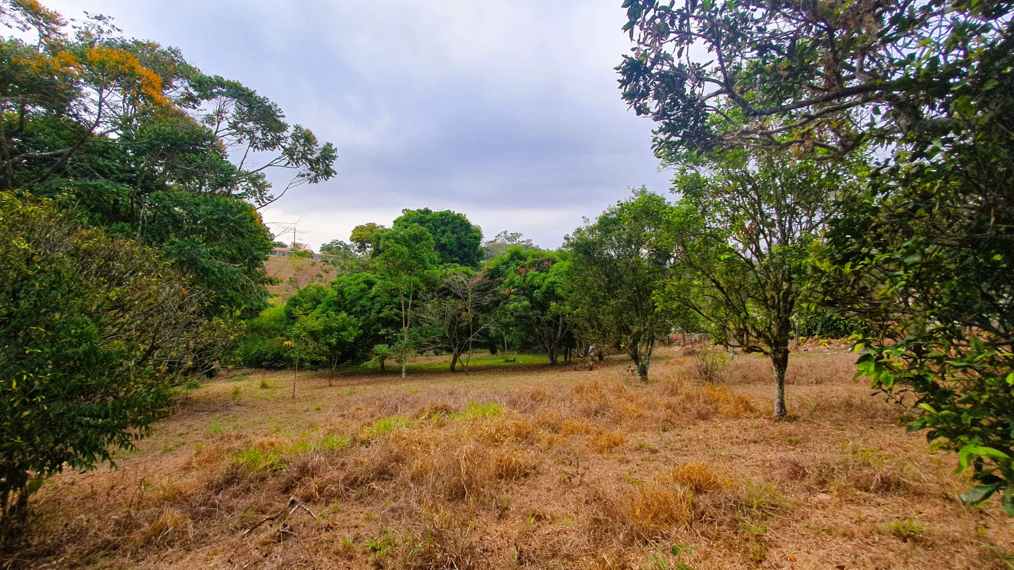 FRUIT TREE PROPERTY IN PEREZ ZELEDON, COSTA RICA - image 13