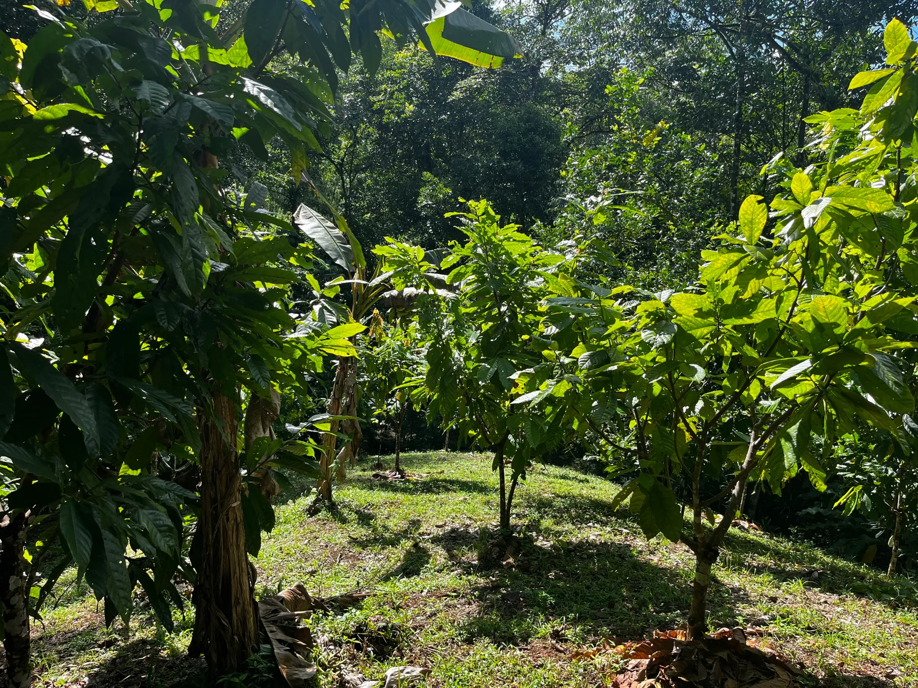  Spectacular Ecological Mountain Farm in Bijagual - image 13