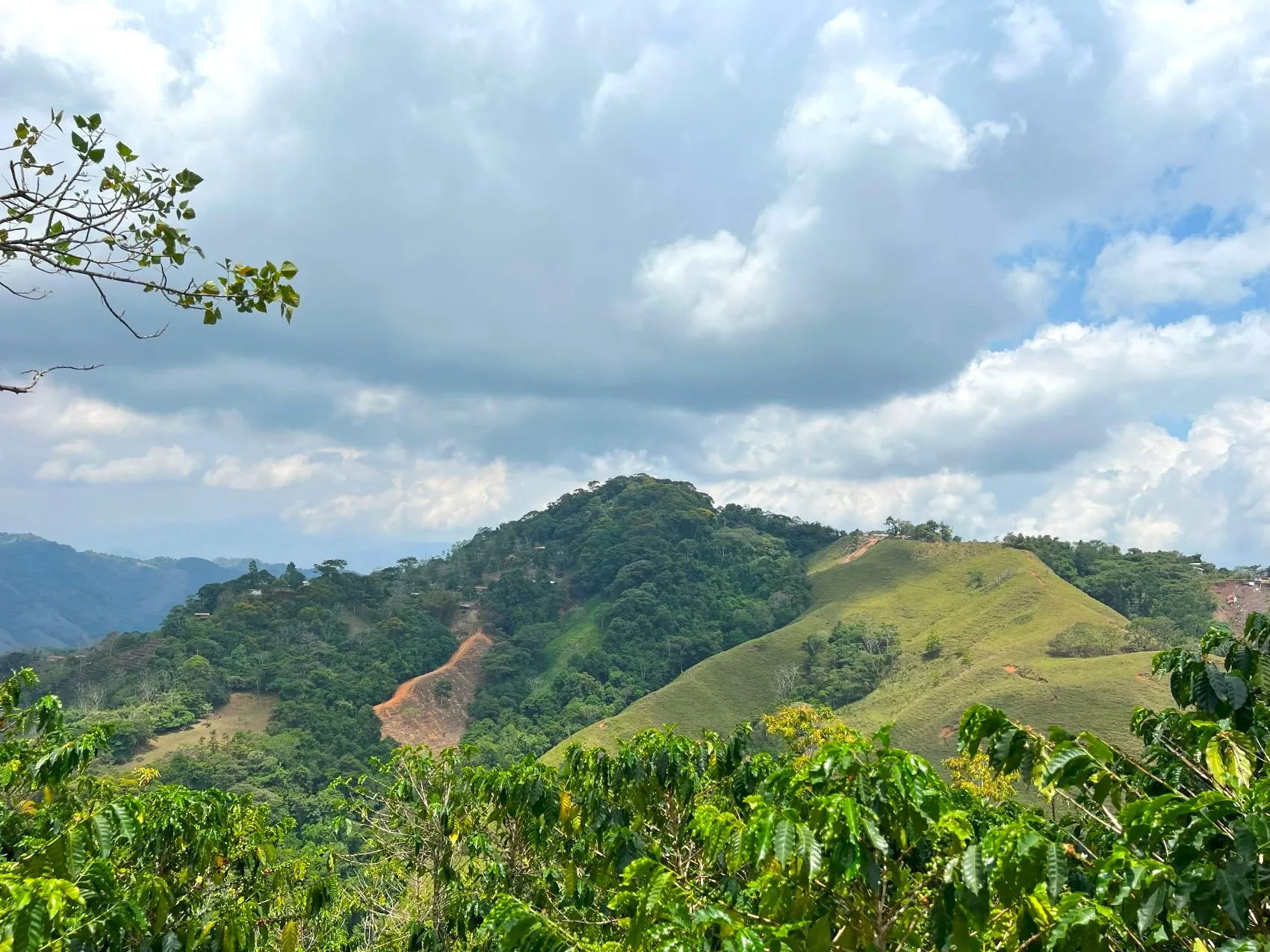 Coffe and fruit tree Finca in Puriscal - image 2