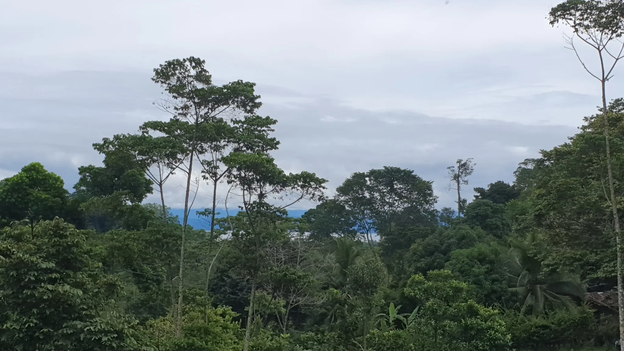 GULF VIEW PROPERTY IN PUERTO JIMENEZ, COSTA RICA - image 10