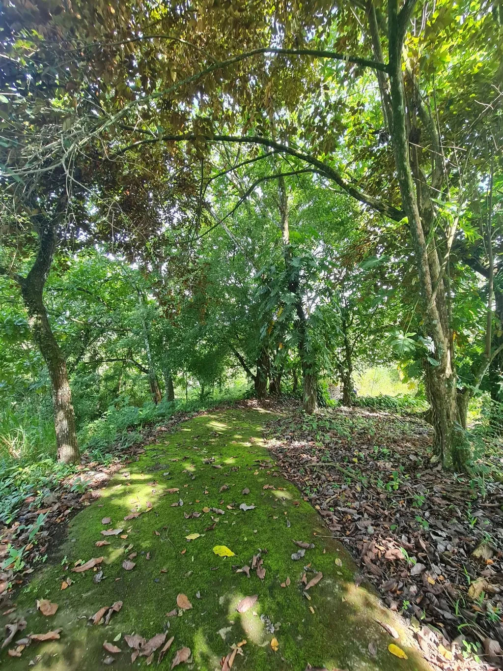 Farm for sale in Orotina - image 4