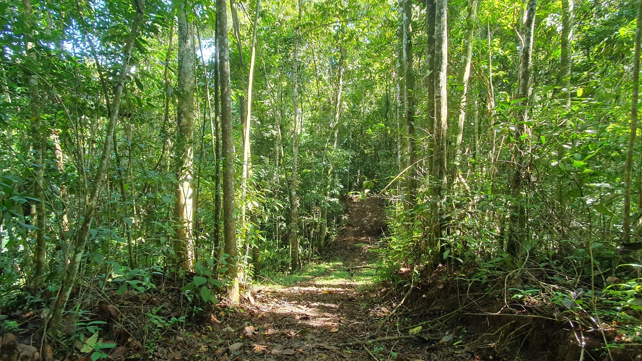 BAMBOO AND FOREST PROPERTY #2 IN PEREZ ZELEDON, COSTA RICA - image 5