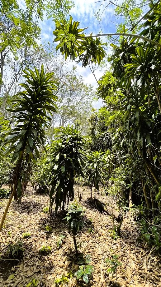 LOT FOR SALE IN SAN ISIDRO, SAN RAMON - image 15