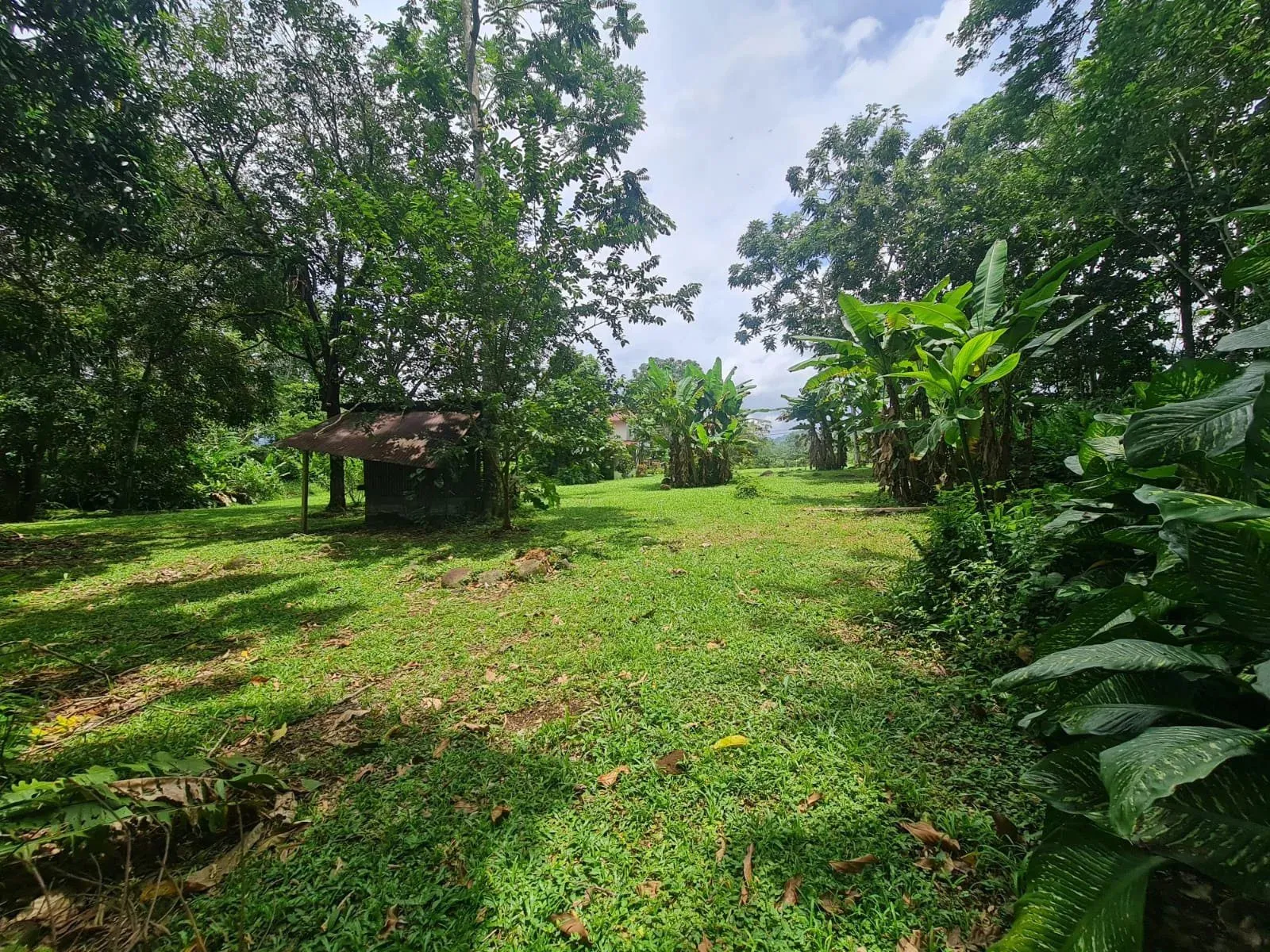 Farm for sale in San Ramon - image 3