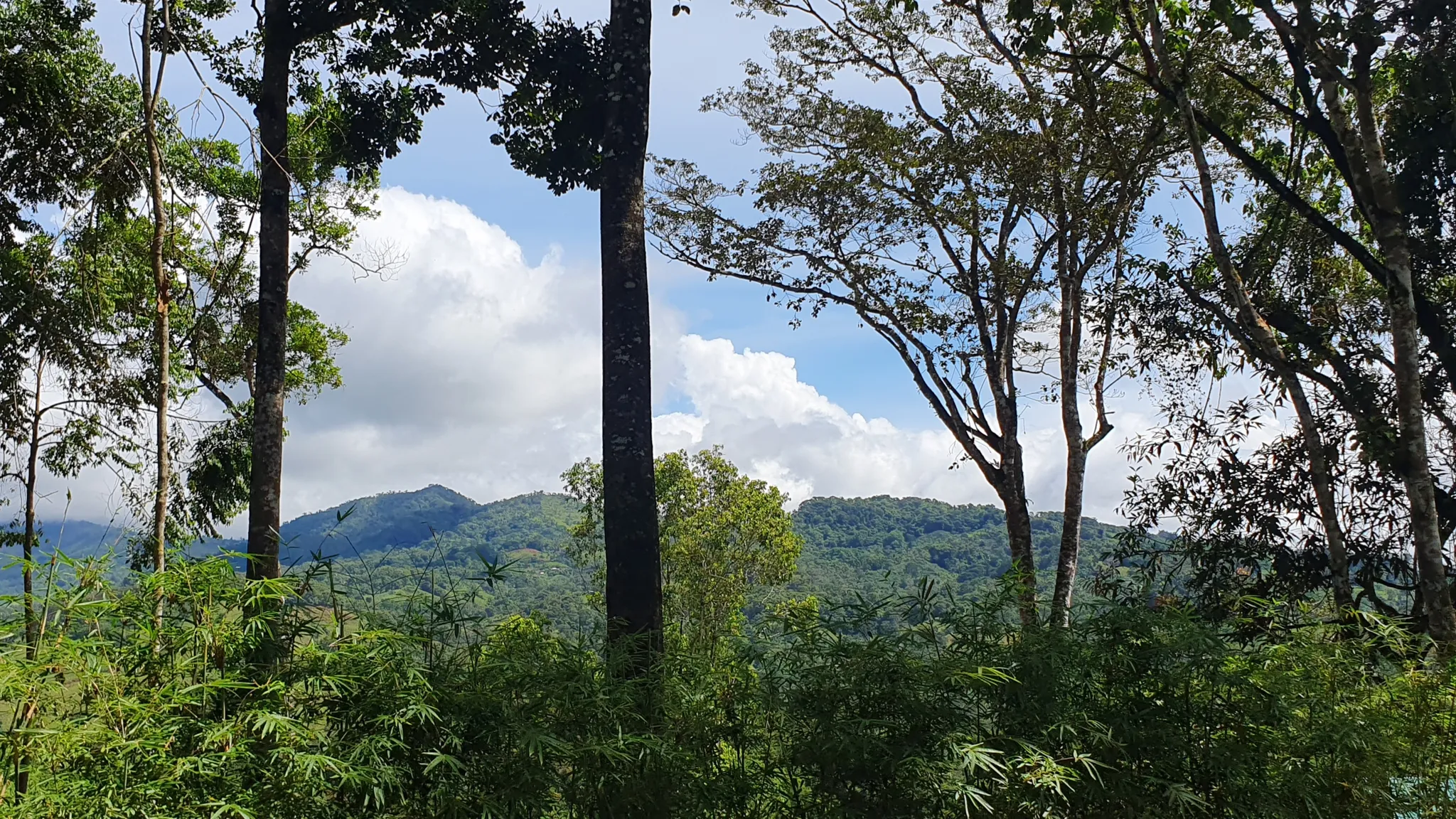 BAMBOO AND FOREST PROPERTY #2 IN PEREZ ZELEDON, COSTA RICA - image 14