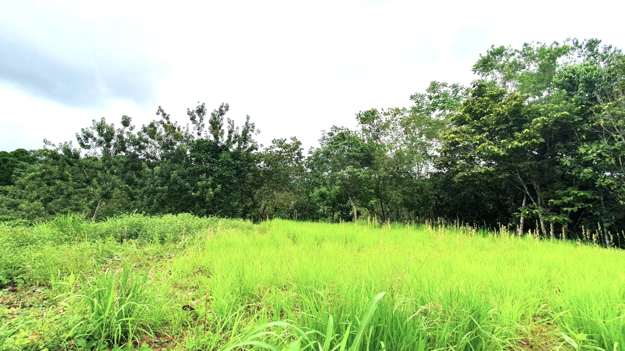 GULF VIEW PROPERTY IN PUERTO JIMENEZ, COSTA RICA - image 5