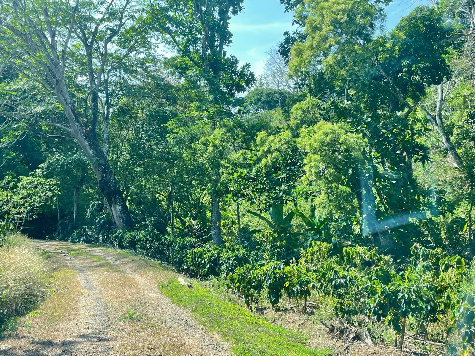 Venta Finca de Cafe Atenas - image 2