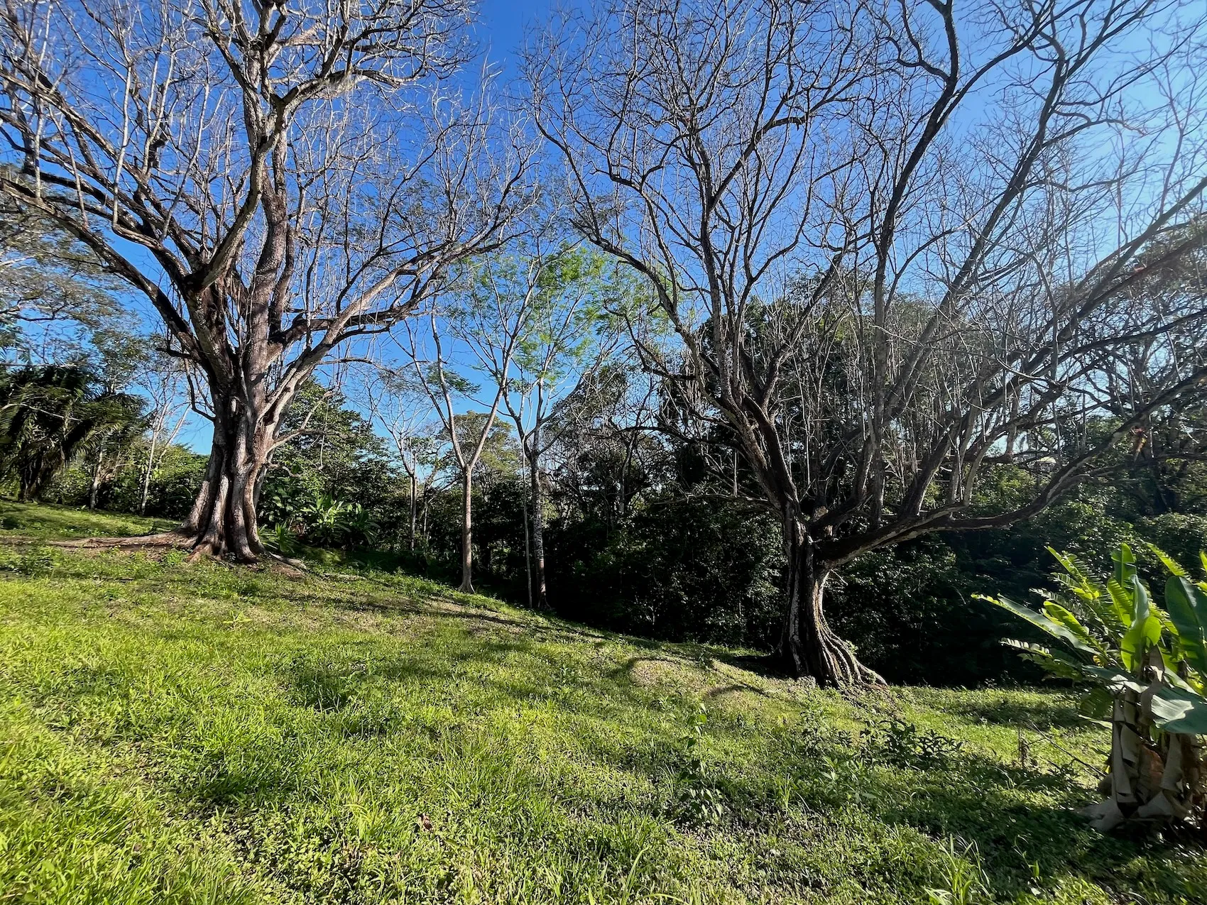 Dream Property in Delicias 7,100m² of Lush Land with Creek & Fruit Trees – Minutes from Santa Teresa - image 11