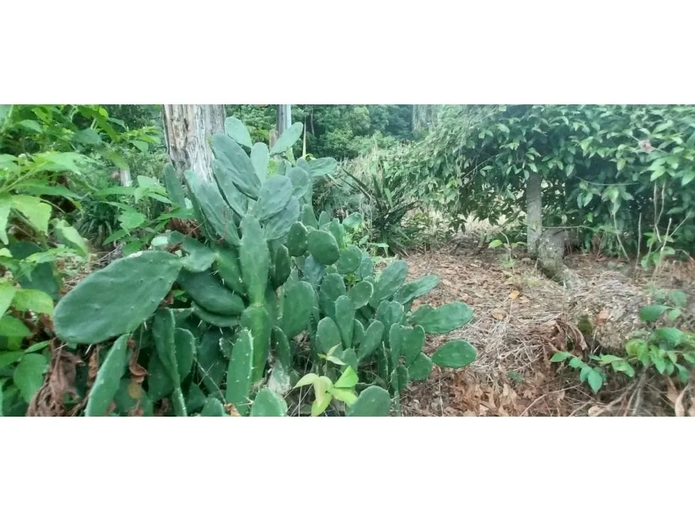  Lot Of Land With a Great Potential To Invesment - image 14