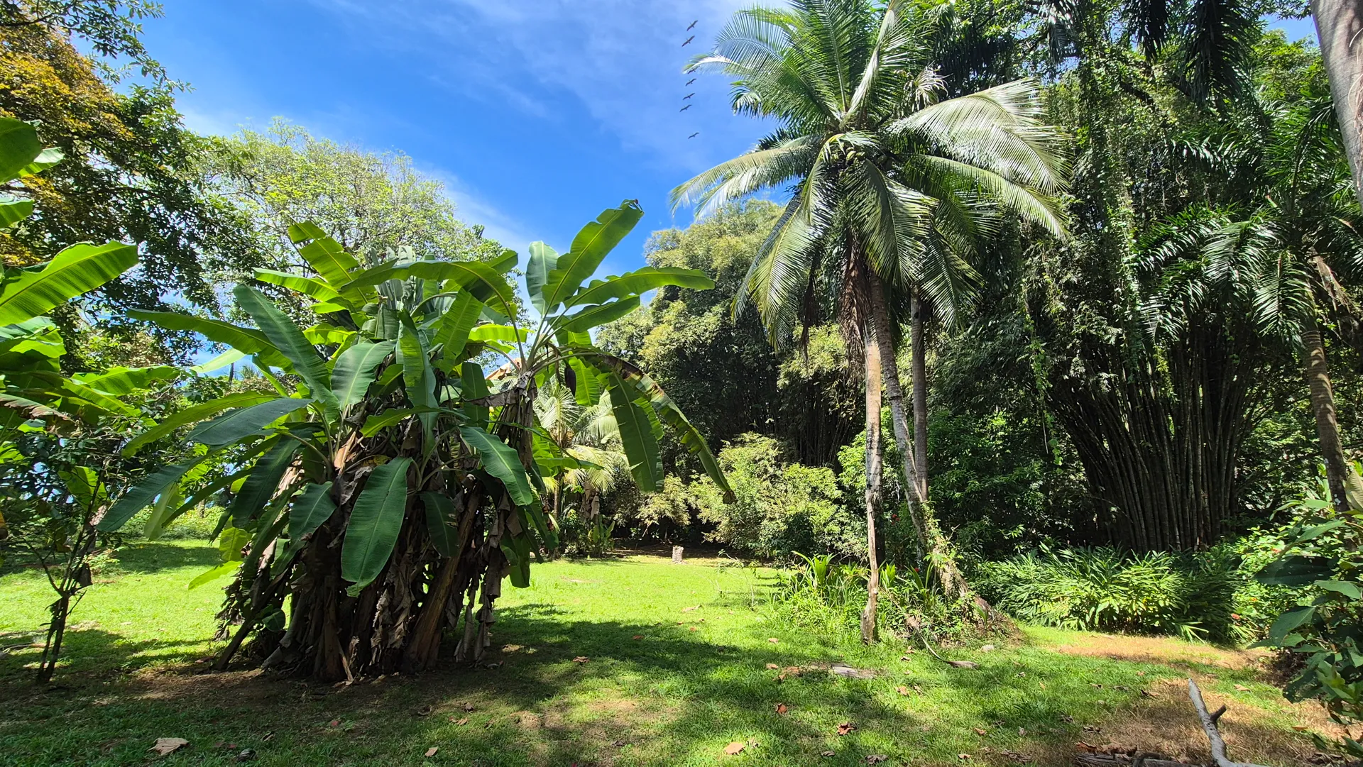 Dream Beachfront Property at Ballena Beach in Uvita, Costa Rica - image 5