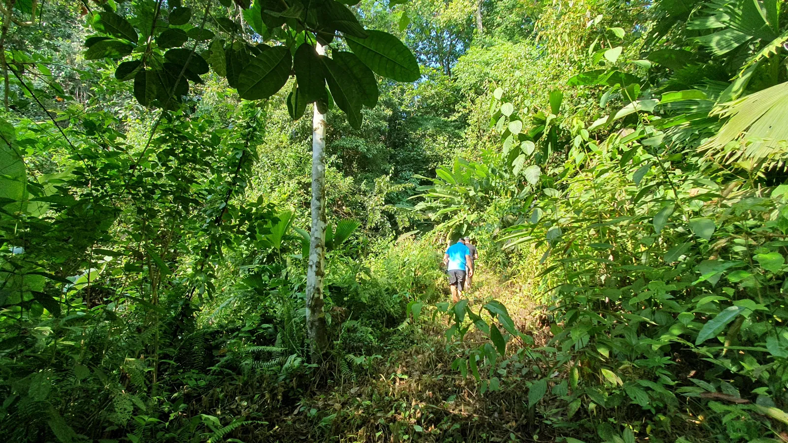 CONSERVATION AND DEVELOPMENT LAND WITH OCEAN VIEW IN SIERPE, COSTA RICA - image 14
