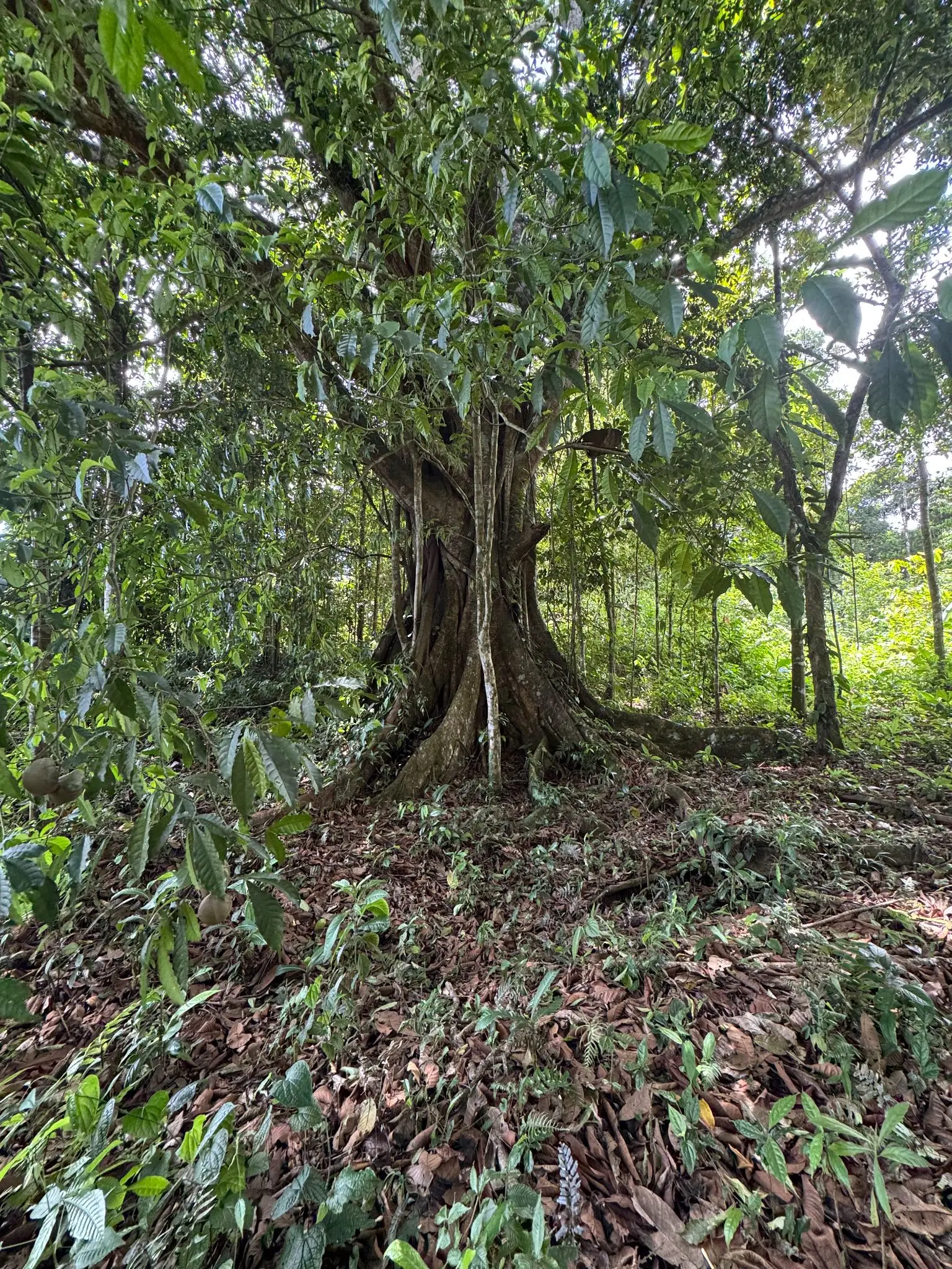 SALE / Dream Farm in the province of ALAJUELA - image 6