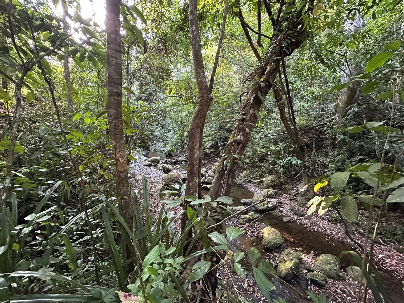 Exceptional 32-Hectare Finca for Sale Near Santa Teresa, Costa Rica – $12.50/m² - image 6