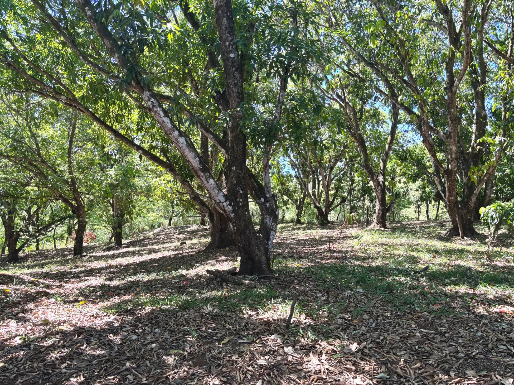 Sale / Very Nice Lot, El Mastate, Orotina, Alajuela - image 3