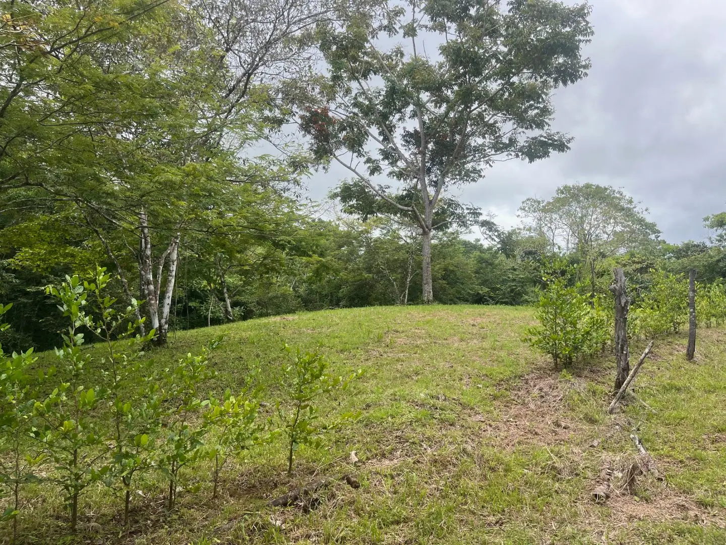 Beautiful Ready to Build Lot in Delicias,  Great Price with Project and Permits included - image 11