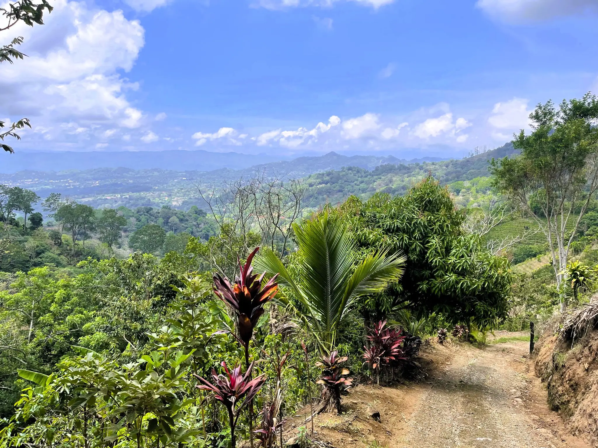 LAND FOR SALE IN ATENAS, ALAJUELA  - image 4