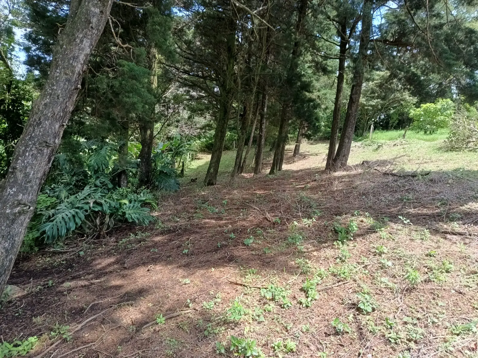 Prime Lot in Santa Elena, Monte Verde - Build Your Dream! - image 1