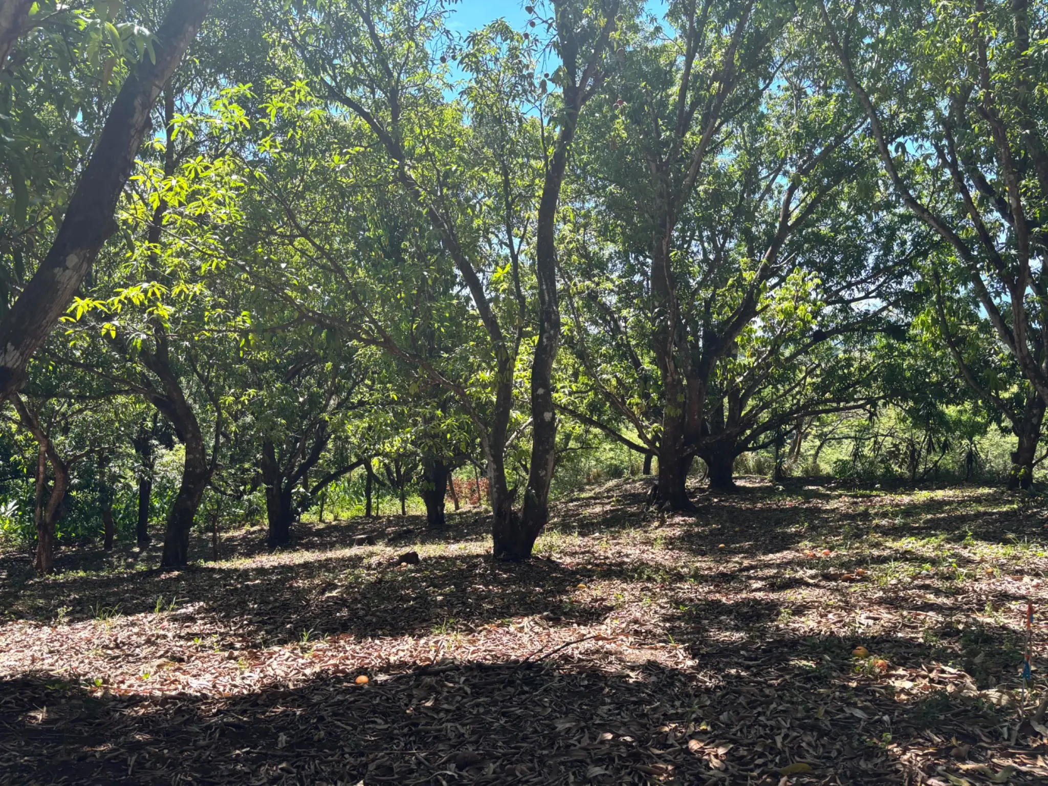 Sale / Very Nice Lot, El Mastate, Orotina, Alajuela - image 2