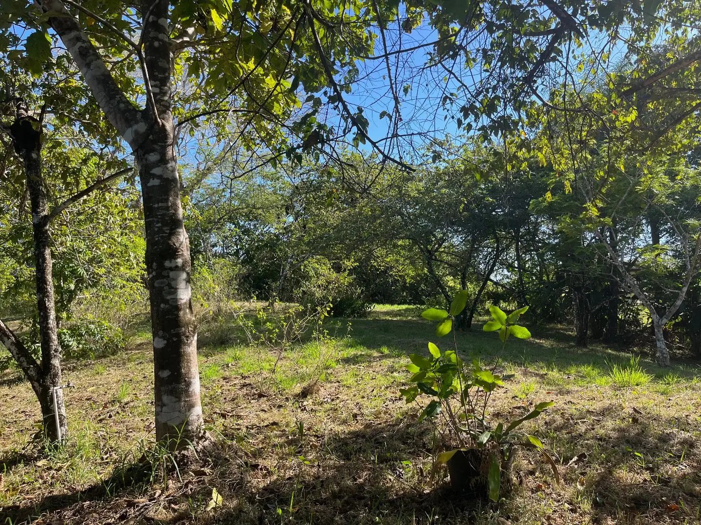 4000m2 Lot with parcial ocean views  in Delicias close to Montezuma and 20 min from Santa Teresa Ready to Build - image 13