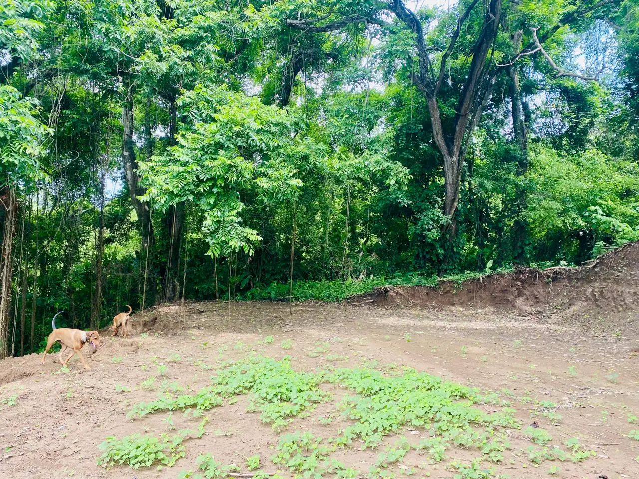 Enchanting 9,800 m² Land Surrounded by Jungle and Nature. A Peaceful Retreat Near Santa Teresa, Mal País, and Cabuya - image 6