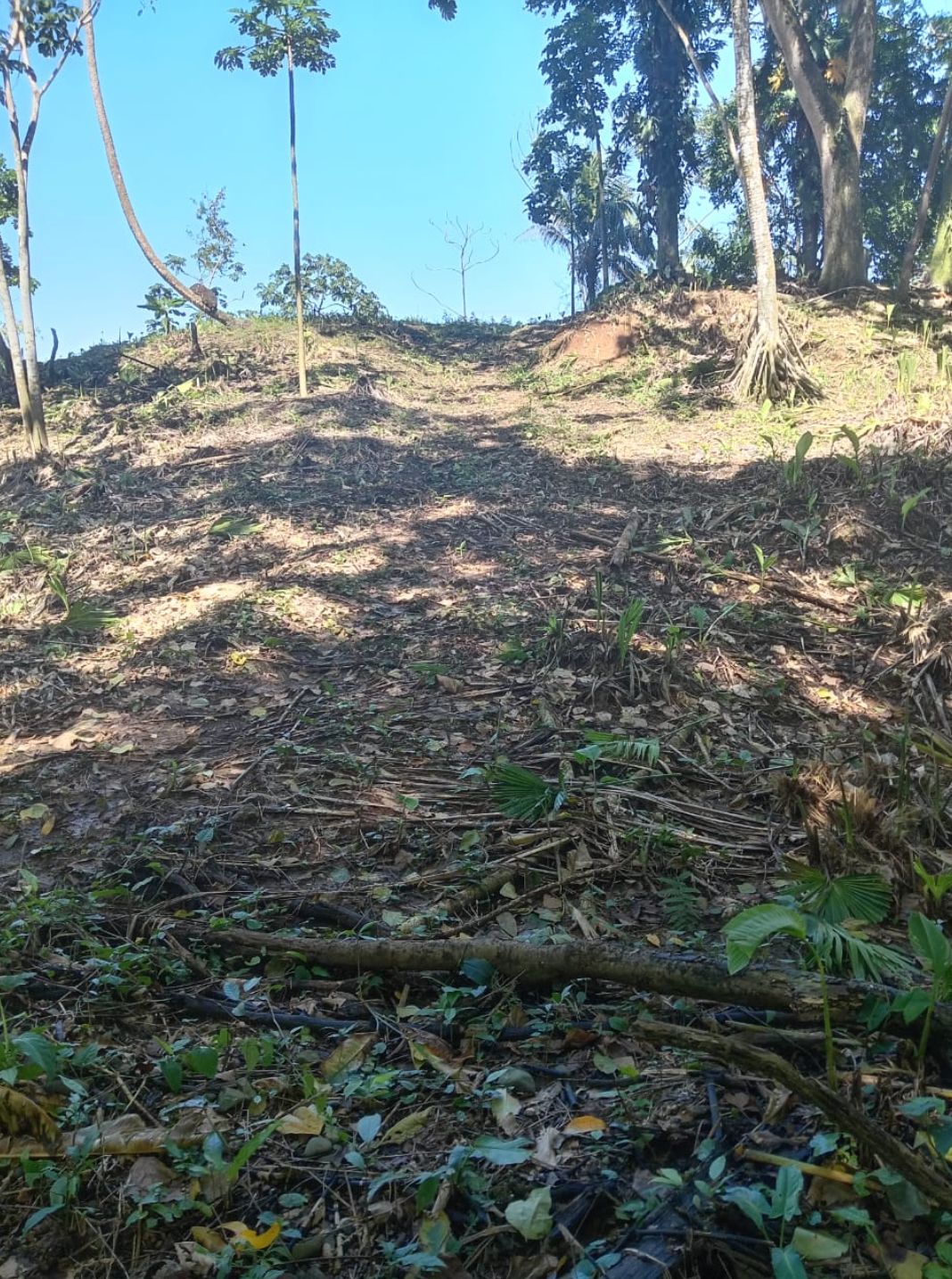 BEACHFRONT INVESTMENT OPPORTUNITY IN MATAMA , LIMON , COSTA RICA. - image 4