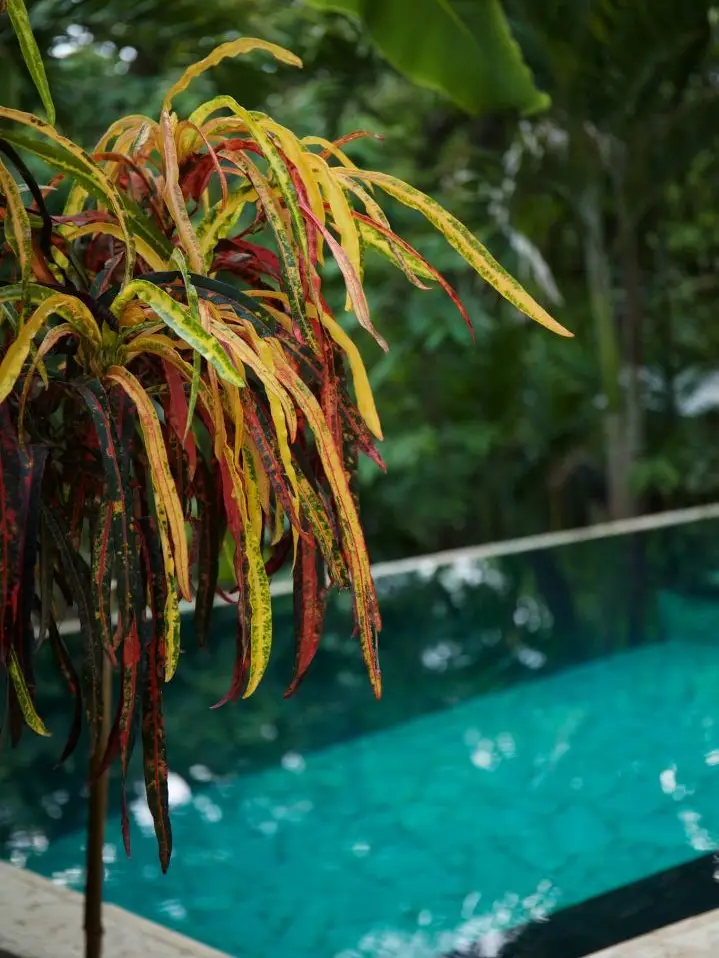  3 Independent Units, Pool & Tropical Gardens steps to the Beach in Mal País and minutes to Santa Teresa  - image 4