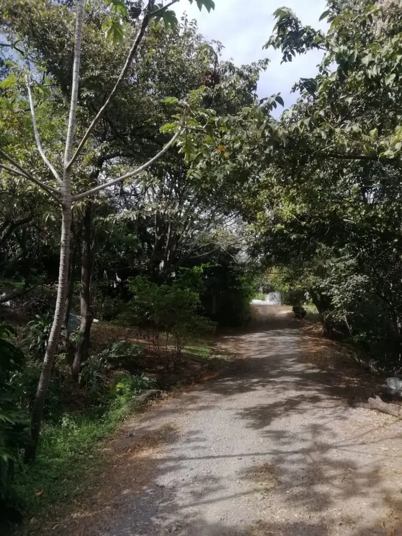 Beautiful lot in Santa Ana for a Developer - image 3