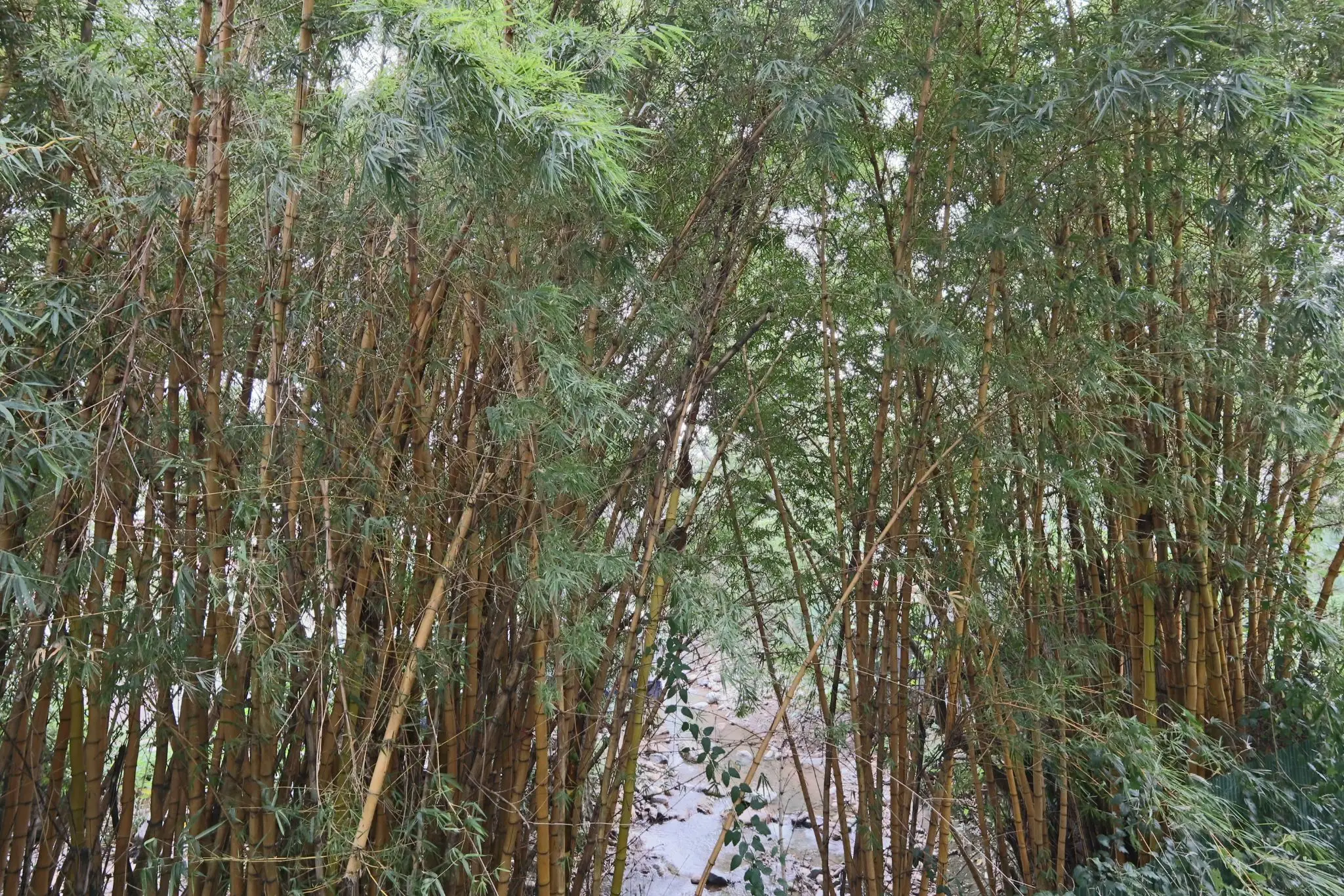  Modern Apartment with Private Garden in the Heart of Escazú - image 5