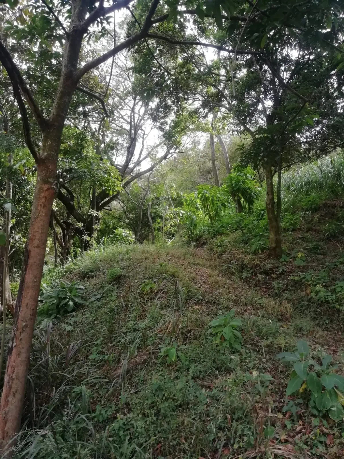 Beautiful lot in Santa Ana for a Developer - image 8