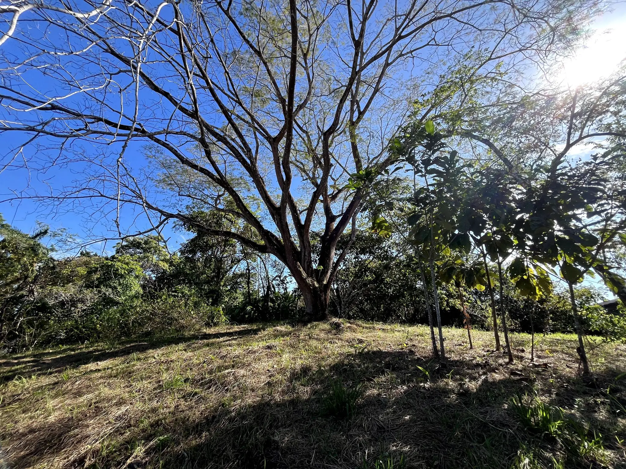 4000m2 Lot with parcial ocean views  in Delicias close to Montezuma and 20 min from Santa Teresa Ready to Build - image 9