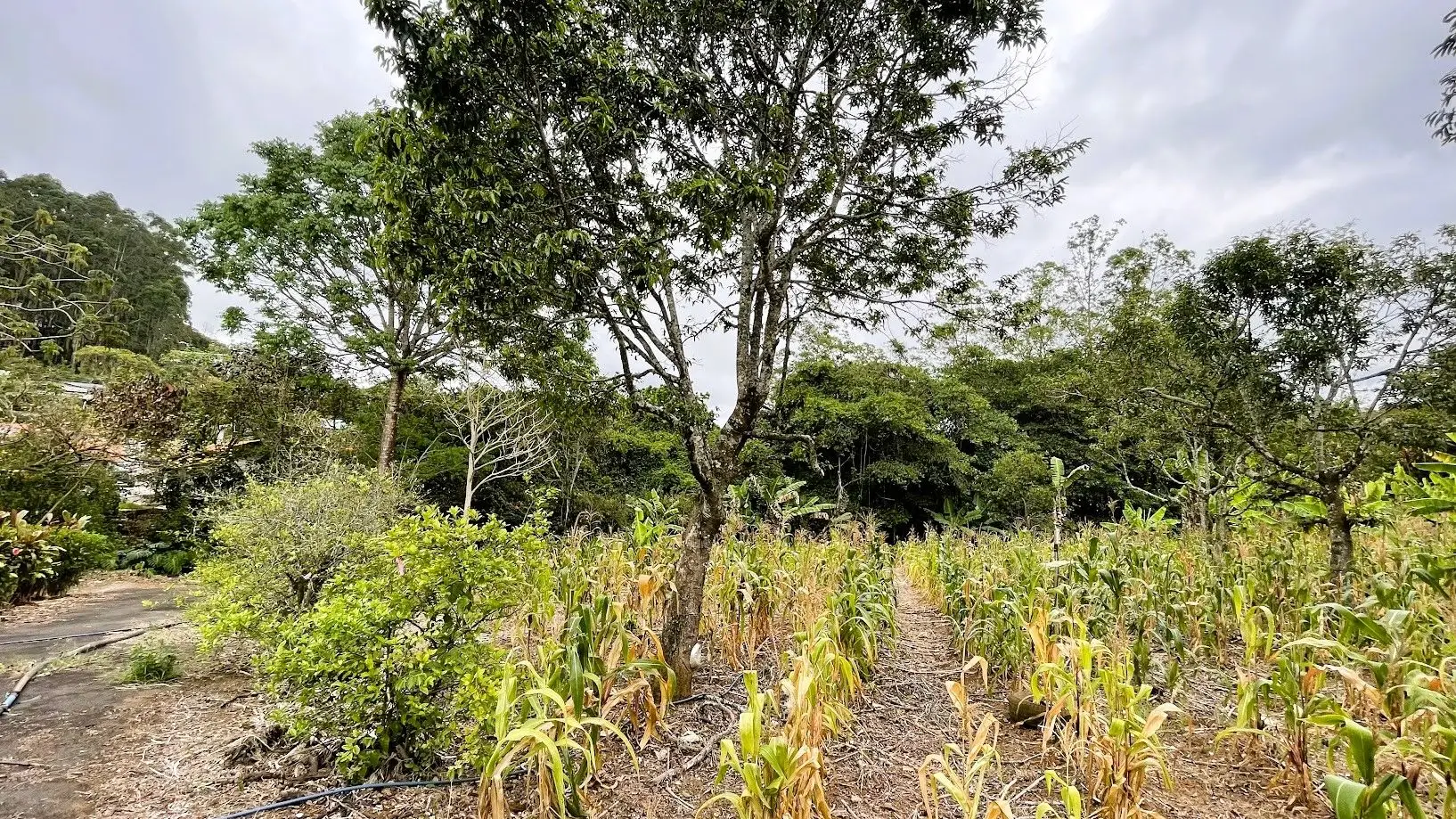 LOT WITH HOUSE FOR SALE IN ZARAGOZA, PALMARES - image 10