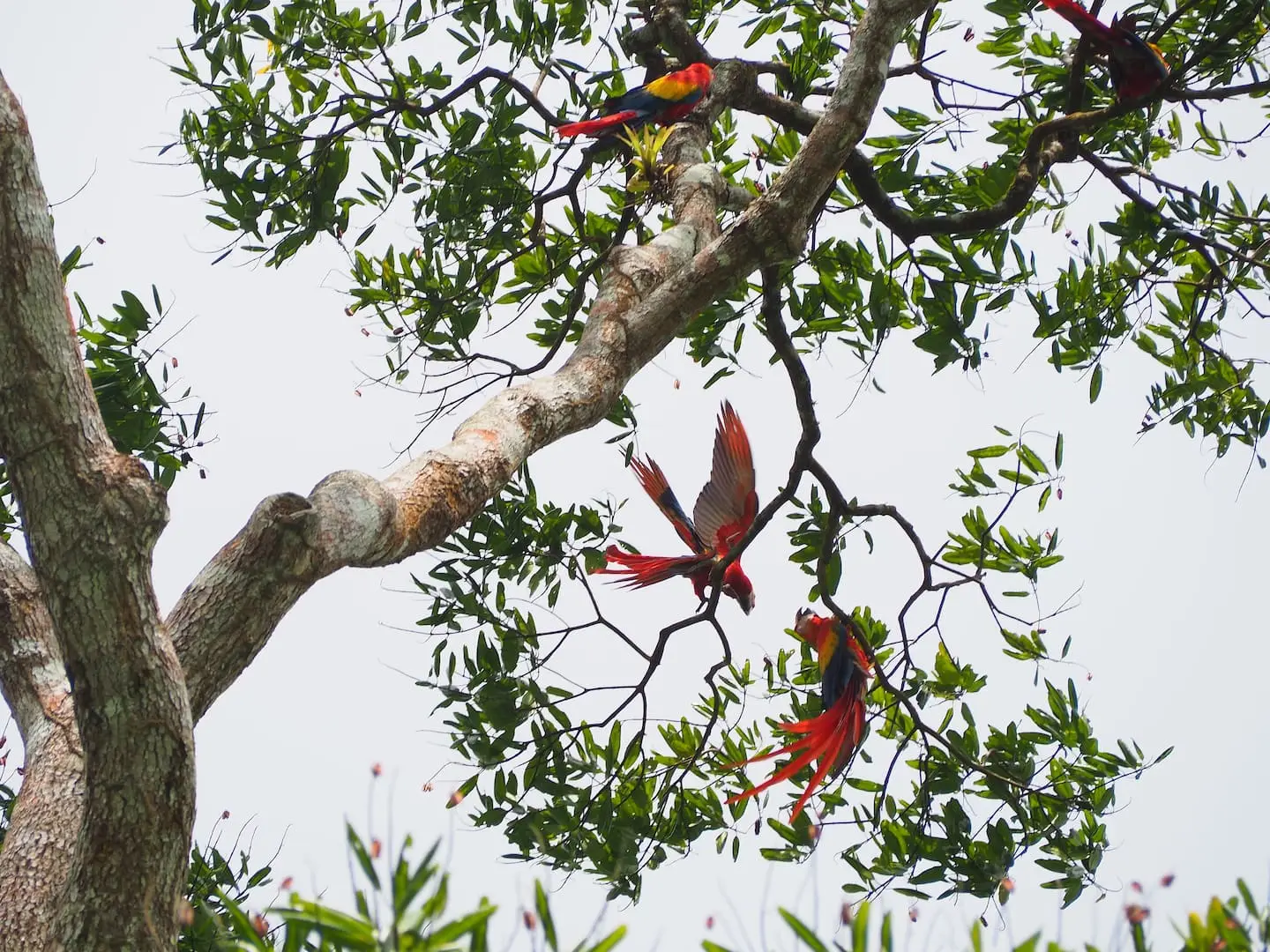 Bijagual Eco-Lodge Retreat: Sustainable Living with Guest Houses, River Access & Lush Gardens - image 9