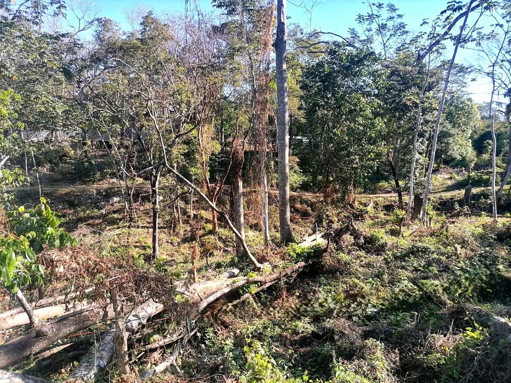 Amazing Tropical Mountain Lot for Sale - Santa Teresa - image 13