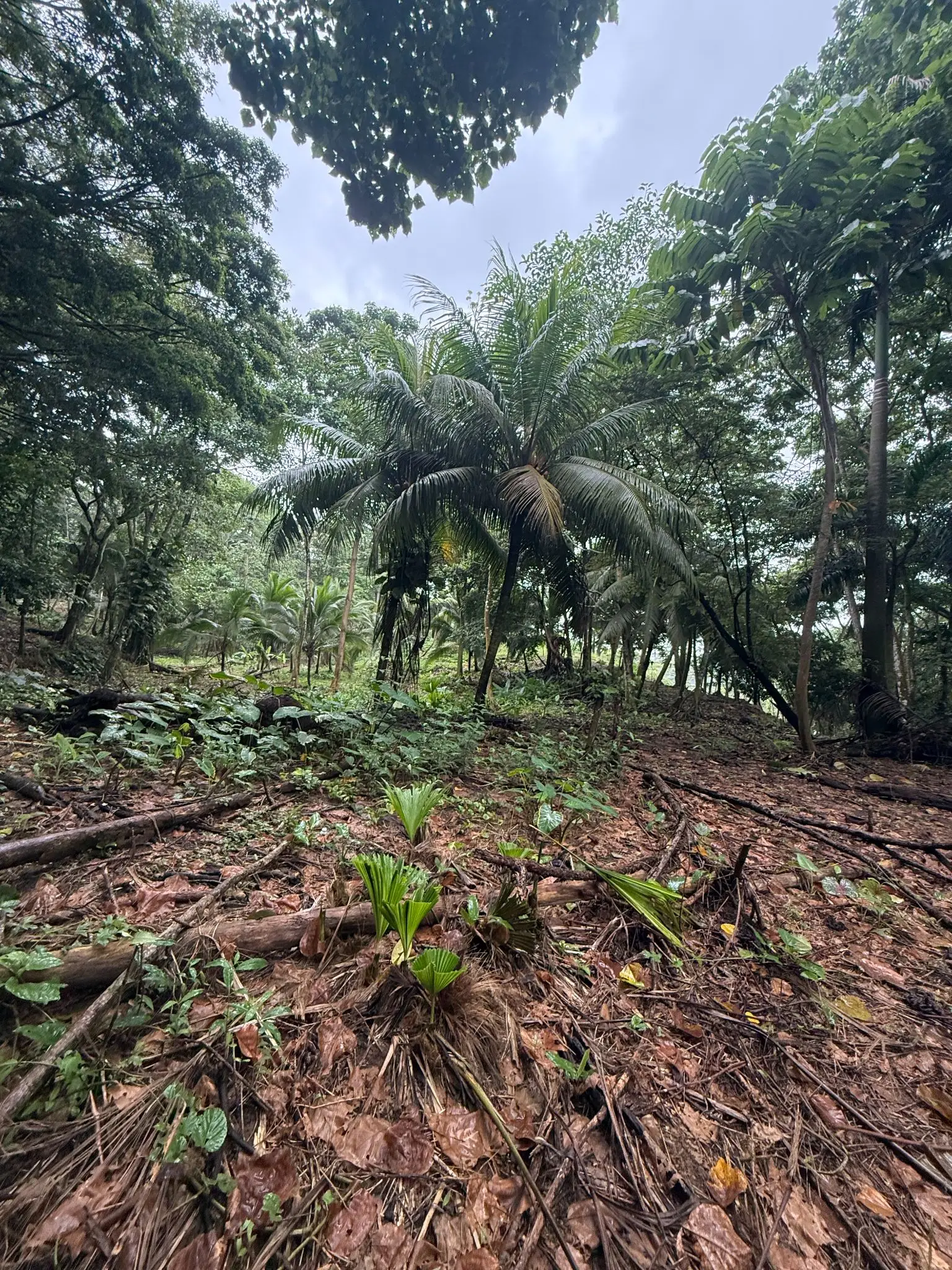 BEACHFRONT INVESTMENT OPPORTUNITY IN MATAMA , LIMON , COSTA RICA. - image 11