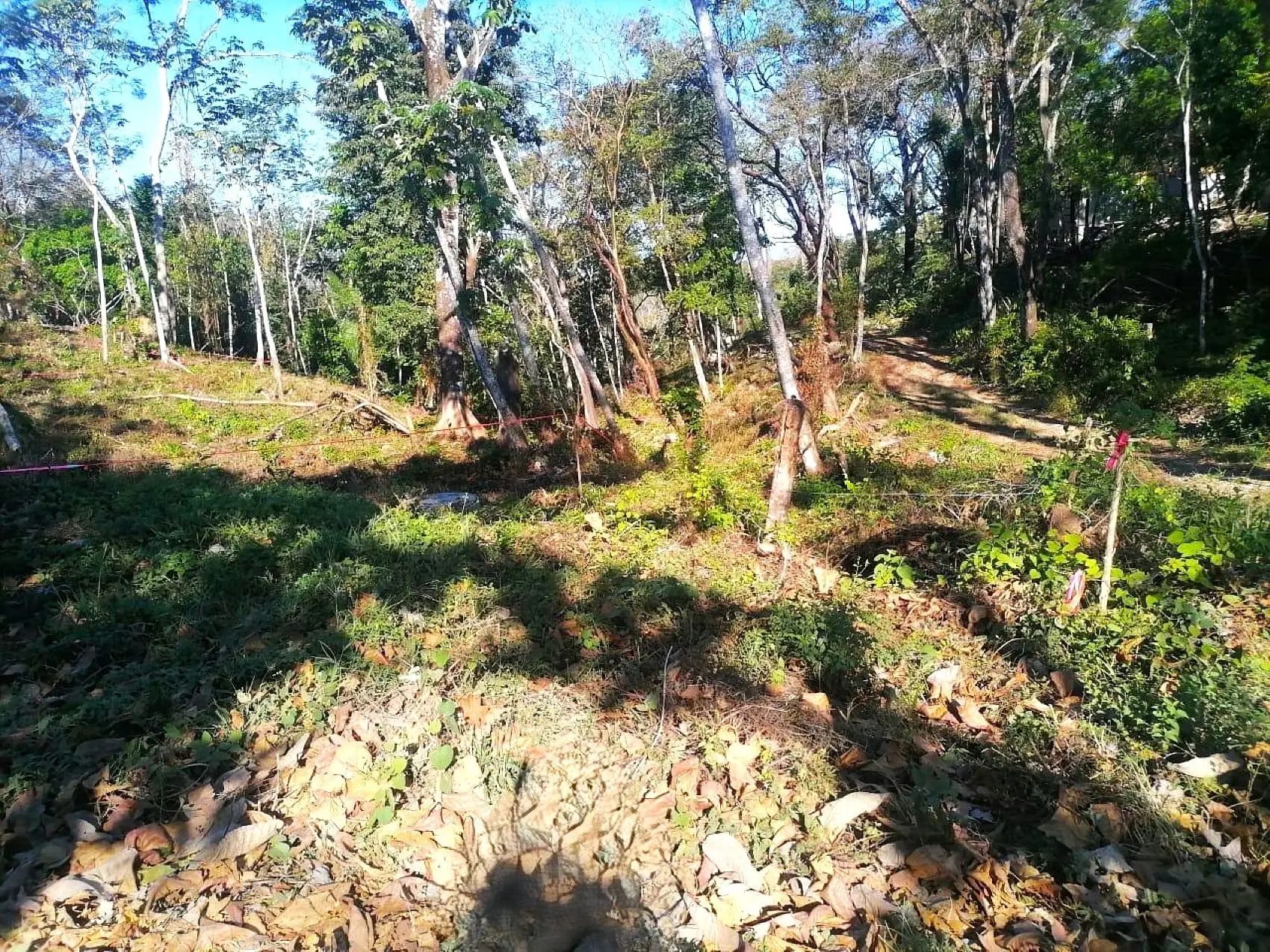 Amazing Tropical Mountain Lot for Sale - Santa Teresa - image 10