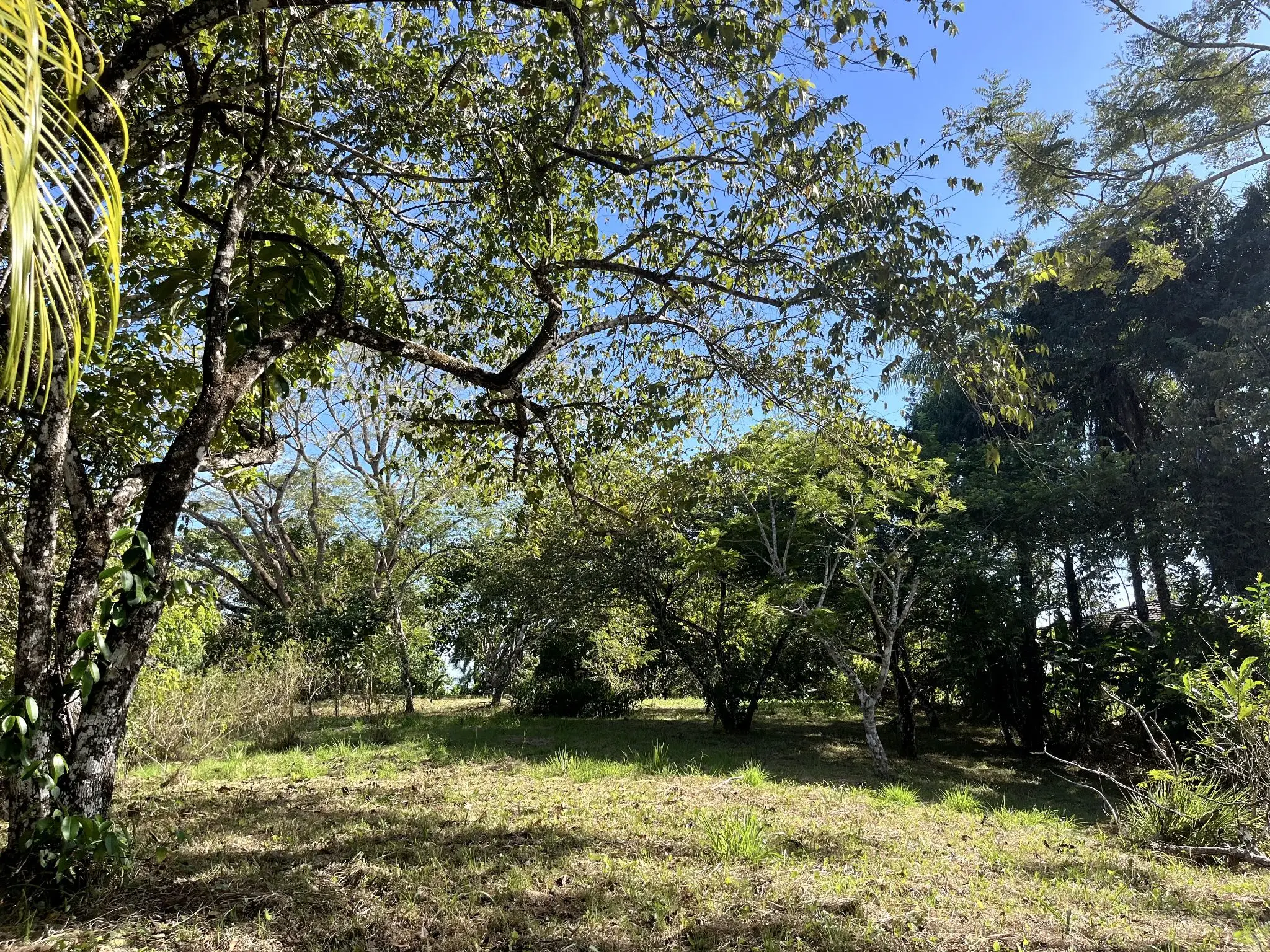 4000m2 Lot with parcial ocean views  in Delicias close to Montezuma and 20 min from Santa Teresa Ready to Build - image 2