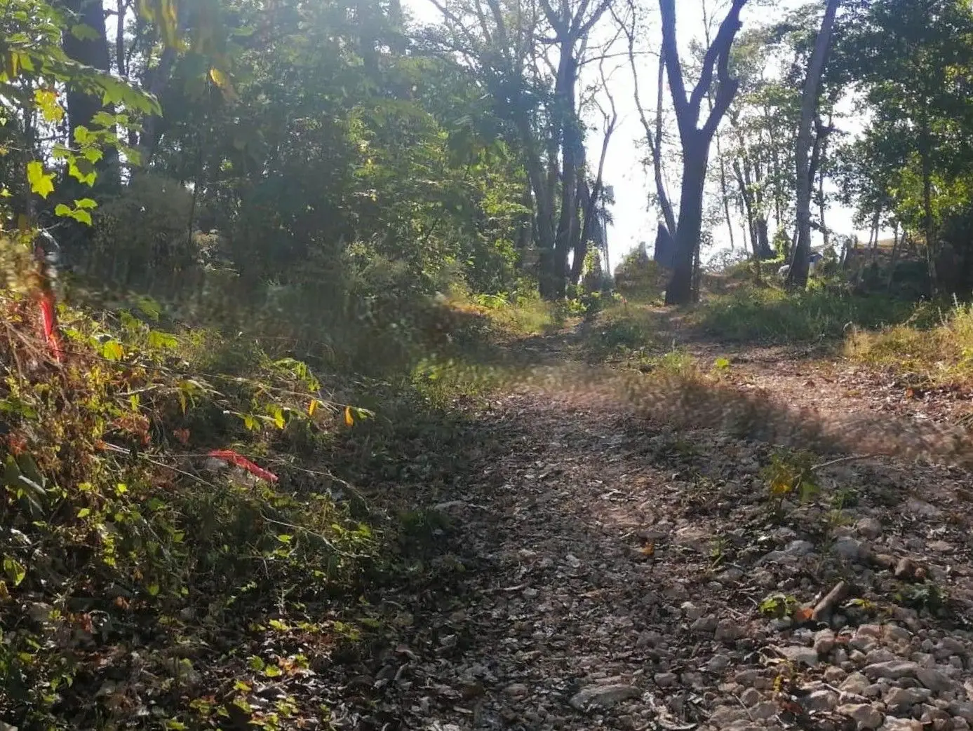 Jungle Oasis – Build Your Dream Escape - image 3