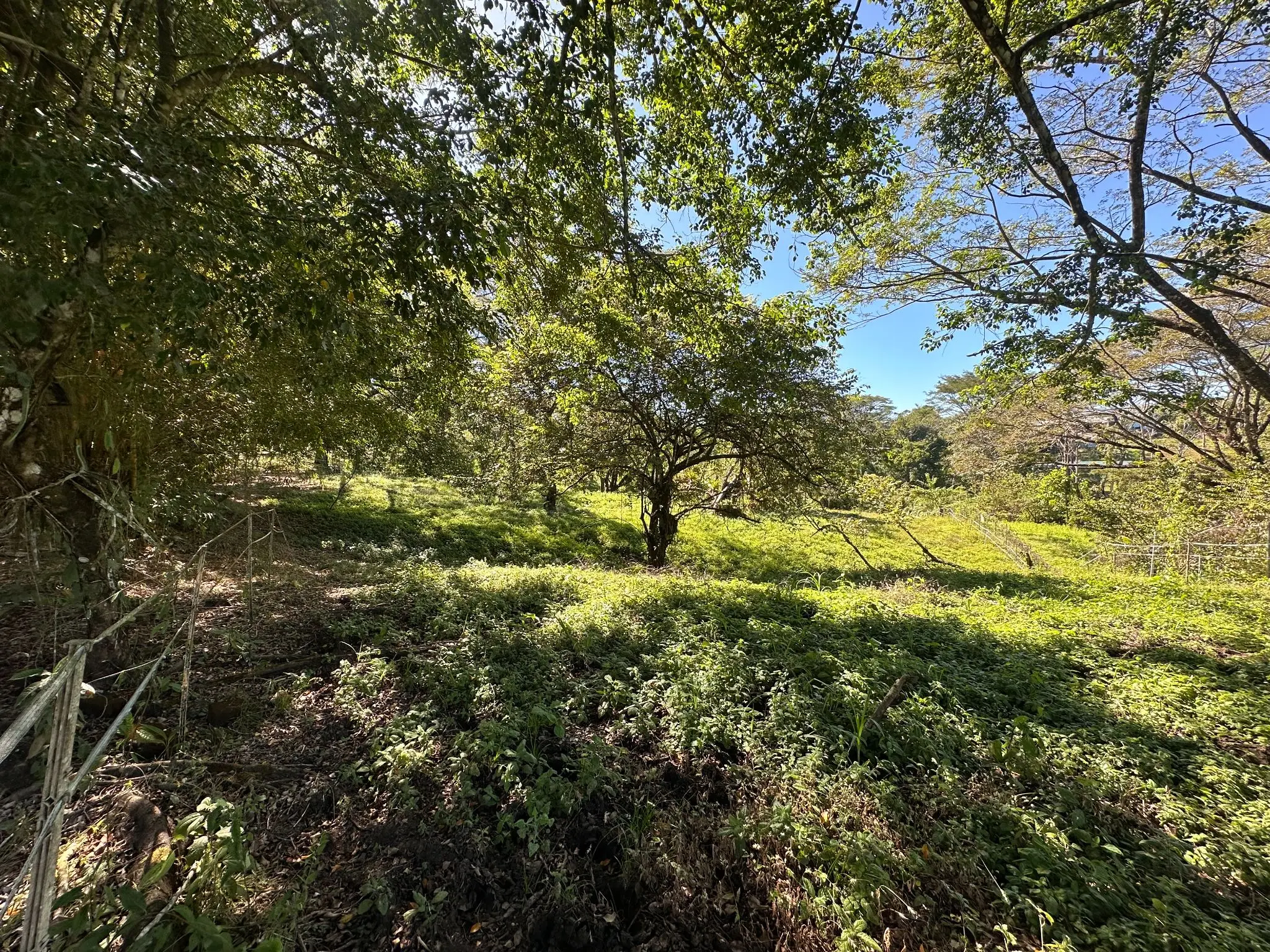 Serene 5000 m2 Lot-Lush Nature and Development Potenital- 10 Minutes from Santa Teresa - image 6
