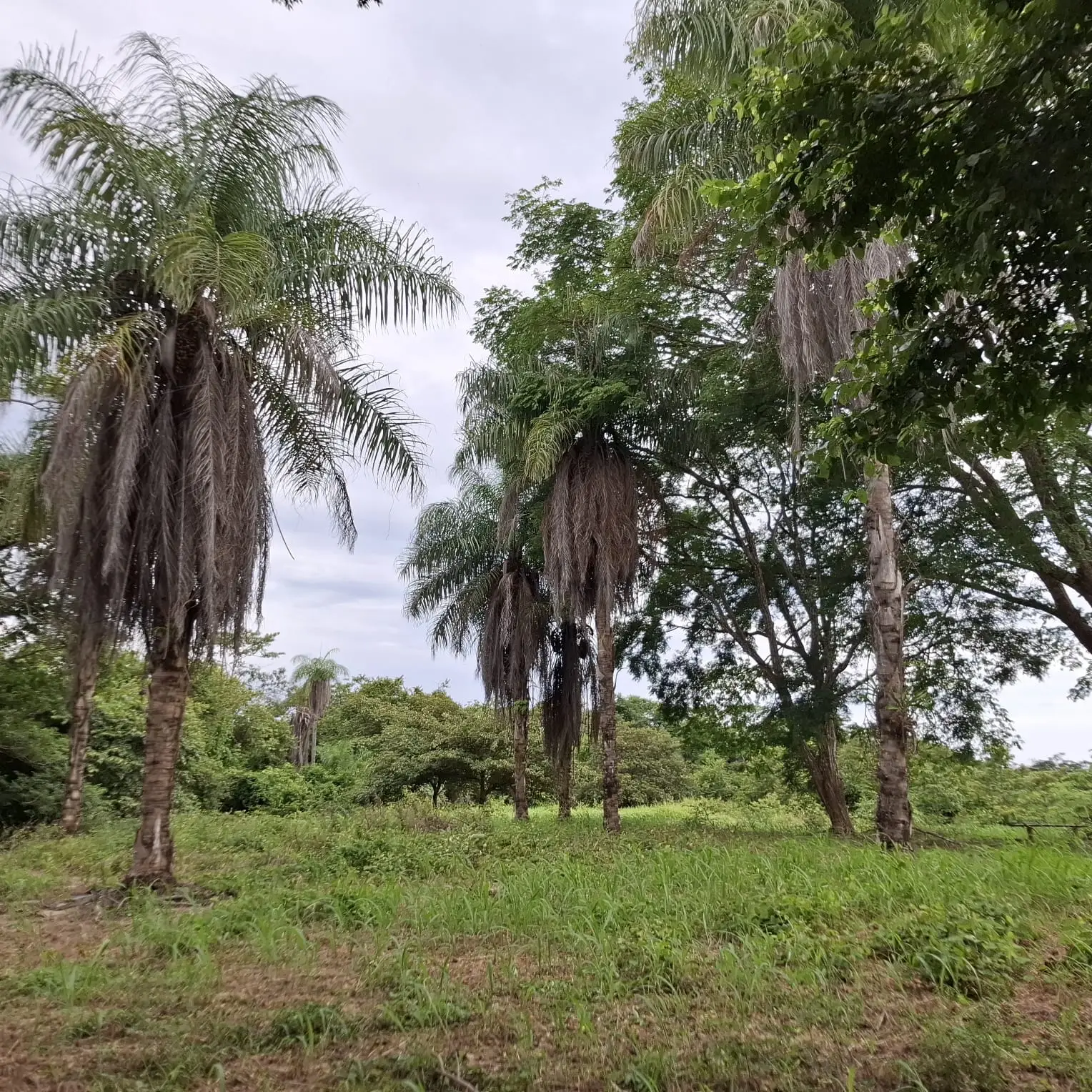 Garabito Land: 4-Acre Lot in Eco Desarrollo Community - image 2