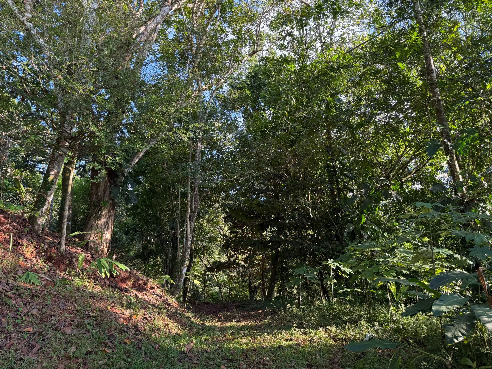 🌊 Luxury Tropical Investment: Ocean & Jungle View Lot with Approved Permits - image 6