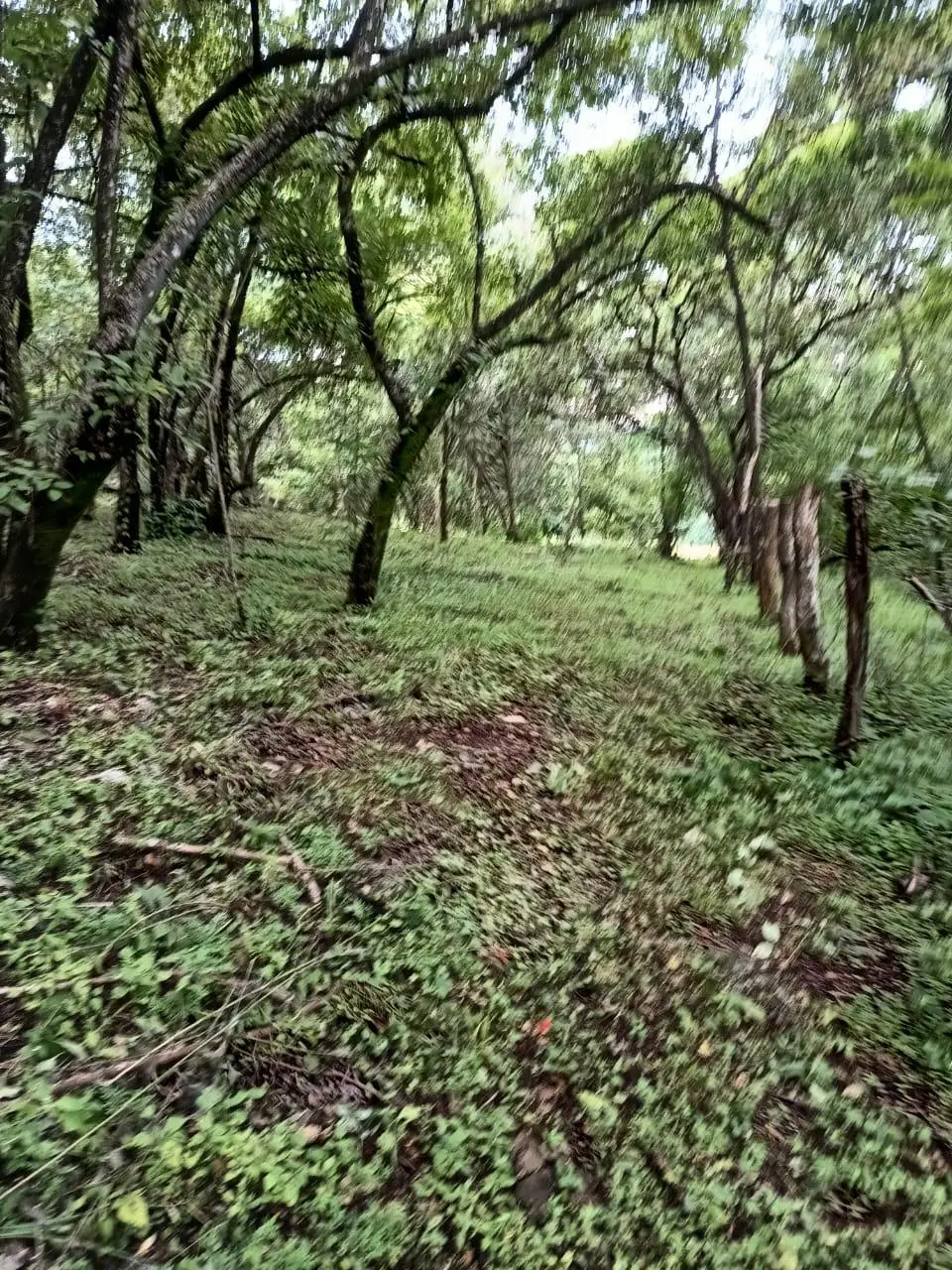 magnificent terraine  - image 3