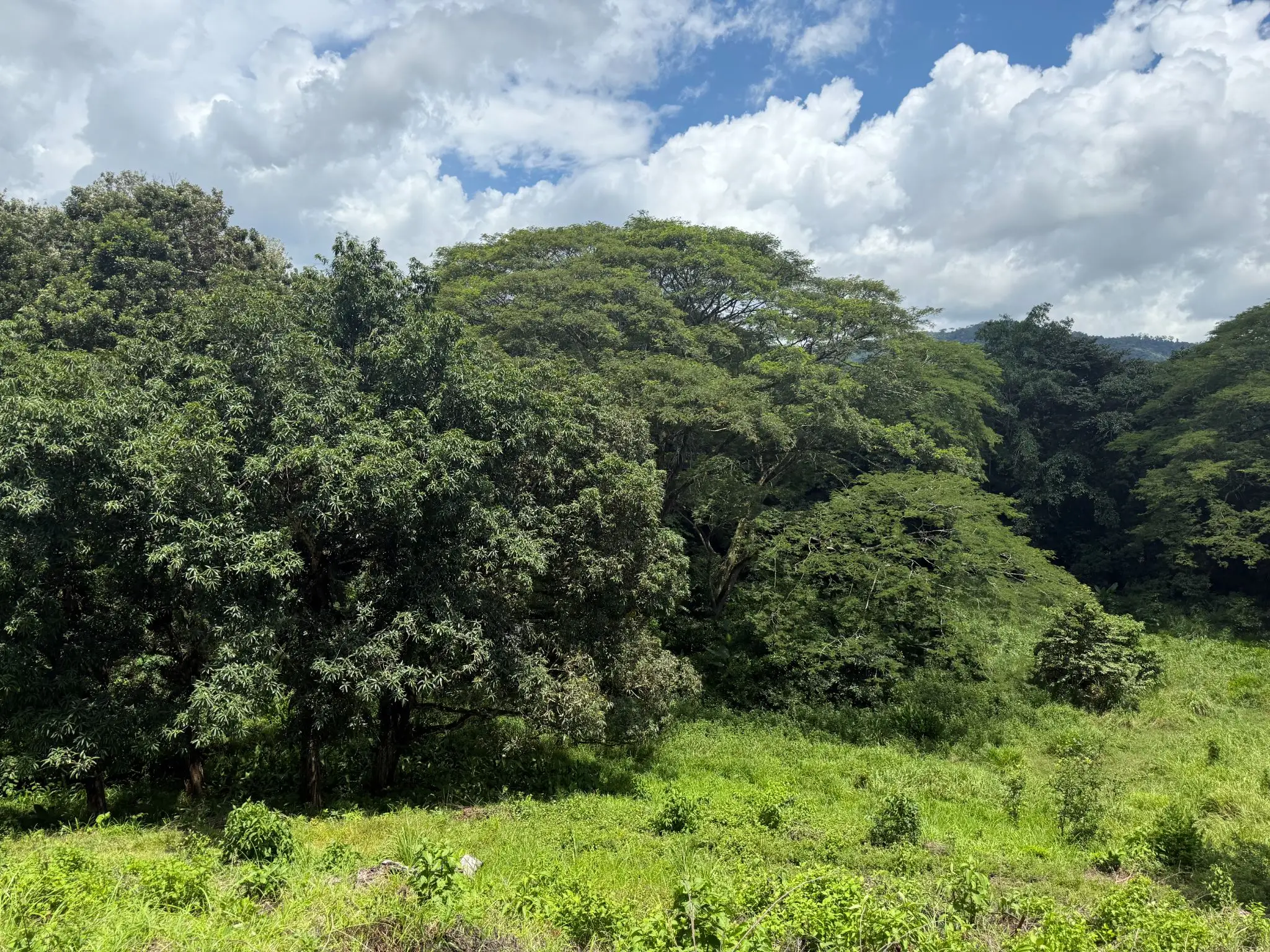Playa Agujas Premier Ocean-View Development Parcel: 5.1 Hectares in Costa Rica's Garabito Coast - image 5